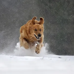Golden retriever dog running in the snow in forest during snowfall in winter