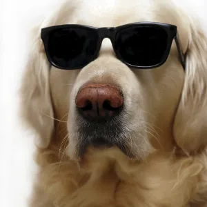 Golden Retriever in Sunglasses Print Golden Retriever in Sunglasses Print