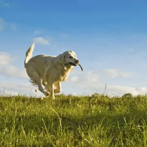A golden retriever joyfully runs in a sunny grassy field under a clear blue sky