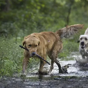 Golden retriever and labrador dogs playing with stick in forest Golden retriever and labrador dogs playing with stick in forest