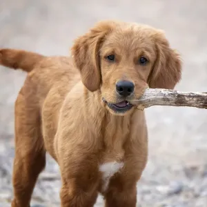 Golden Retriever Puppy in Summer Grass Canada