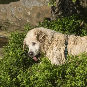 A Golden Retriever rolls around after swimming A Golden Retriever rolls around after swimming