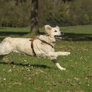 Golden Retriever, running bitch Golden Retriever, running bitch