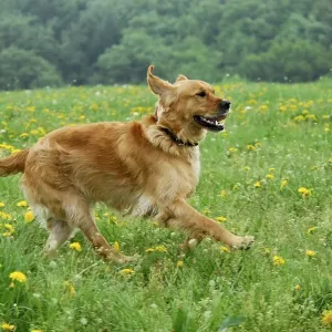 Golden Retriever, running across a meadow with flowering dandelion Golden Retriever, running across a meadow with flowering dandelion
