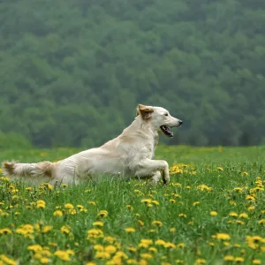 Golden Retriever, running across a meadow with flowering dandelion