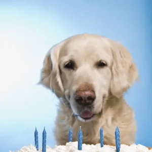 A golden retriever sits in front of a cake with blue candles against a blue background