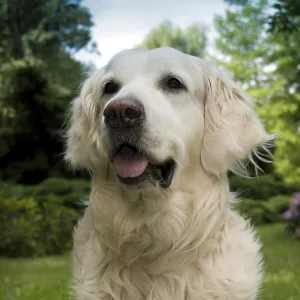 A golden retriever sitting outdoors with lush greenery and a blue sky in the background A golden retriever sitting outdoors with lush greenery and a blue sky in the background