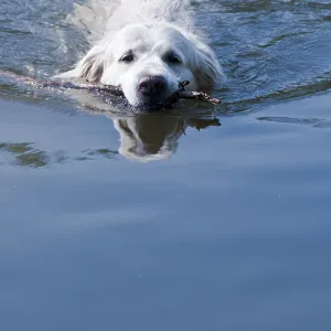 A golden retriever swims in blue water carrying a stick in its mouth