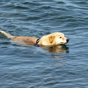 A Golden Retriever swims relaxed through blue waters A Golden Retriever swims relaxed through blue waters