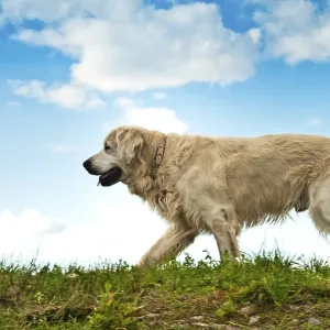 A golden retriever walks on grass beneath a blue sky with clouds
