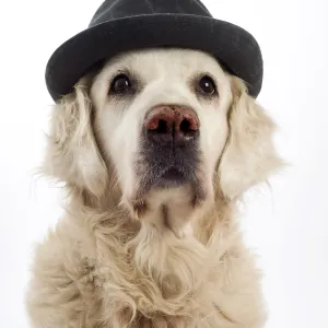 Golden Retriever Wearing a Black Hat Print Golden Retriever Wearing a Black Hat Print