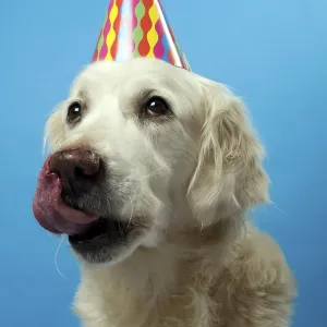 A golden retriever wearing a colorful party hat with a blue background A golden retriever wearing a colorful party hat with a blue background