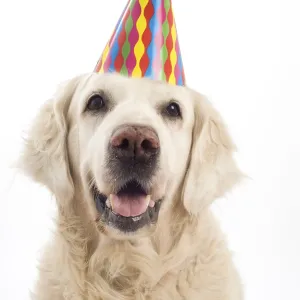 Golden Retriever Party Print Golden Retriever Party Print