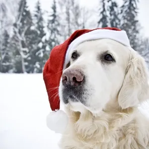 Golden retriever wearing a Santa hat with a snowy forest background Golden retriever wearing a Santa hat with a snowy forest background