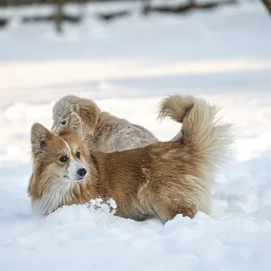 Golden retriever and welsh corgi play in the white snow on a cold winter day Golden retriever and welsh corgi play in the white snow on a cold winter day
