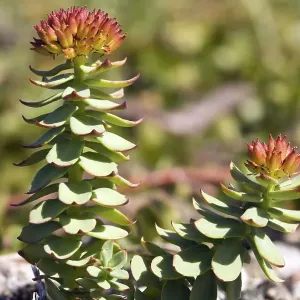 Golden root (Rhodiola rosea), Labrador Golden root (Rhodiola rosea), Labrador