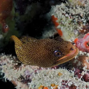 Golden-tailed moray eel (Gymnothorax miliaris)