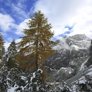 Arbres dorés contre les montagnes enneigées et le ciel bleu avec des nuages, Fischleinbachtal, Dolomites, Sud Tyrol, Alpes orientales, Italie