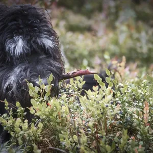 Goldendoodle is lying with a stick in the blueberry field in a forest Goldendoodle is lying with a stick in the blueberry field in a forest