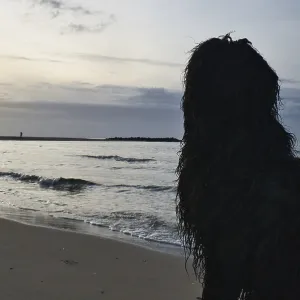 Goldendoodle sits on the beach by the sea and looks into the sunset Goldendoodle sits on the beach by the sea and looks into the sunset