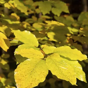 Goldener Oktober