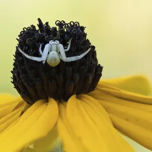 A Goldenrod crab spider (Misumena vatia) sits on the blossom of a yellow flower A Goldenrod crab spider (Misumena vatia) sits on the blossom of a yellow flower