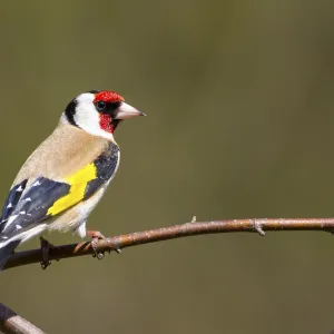 Goldfinch Perched Print - Carduelis carduelis Goldfinch Perched Print - Carduelis carduelis