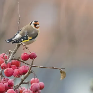 A goldfinch (Carduelis carduelis) resting on a branch with bright red berries against a soft background A goldfinch (Carduelis carduelis) resting on a branch with bright red berries against a soft background