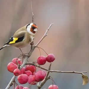 A goldfinch (Carduelis carduelis) sits on a branch with red berries against a blurred background A goldfinch (Carduelis carduelis) sits on a branch with red berries against a blurred background