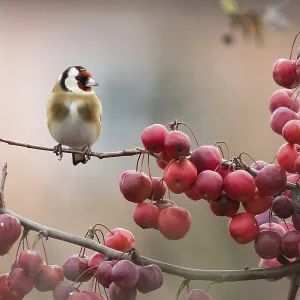 A goldfinch (Carduelis carduelis) sitting on a branch next to densely grown red berries against a blurred background A goldfinch (Carduelis carduelis) sitting on a branch next to densely grown red berries against a blurred background