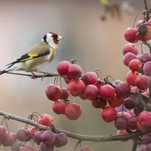 A goldfinch (Carduelis carduelis) sitting on a branch full of ripe A goldfinch (Carduelis carduelis) sitting on a branch full of ripe