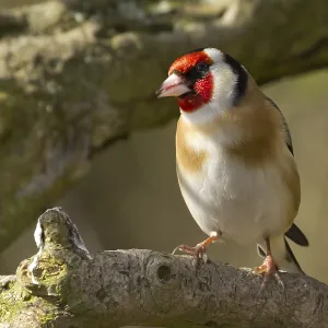 Goldfinch perched on a branch in the wild Goldfinch perched on a branch in the wild