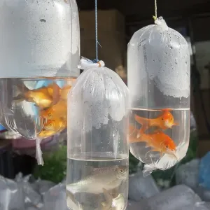 Goldfish on sale in plastic bags Goldfish on sale in plastic bags