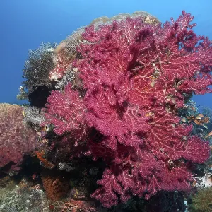 Gorgonian (Euplxaura), red, on small coral block
