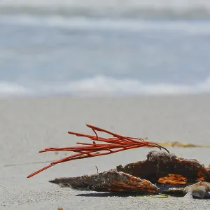 Gorgonien-Orange-Korallenmeerespecht an einem Muschelhäuschen, das auf Indian Rocks Beach angespült wurde. Gorgonien-Orange-Korallenmeerespecht an einem Muschelhäuschen, das auf Indian Rocks Beach angespült wurde.