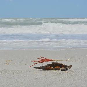 Gorgonische Orange Korallen-Seewhip an einem Pen-Shell, der auf Indian Rocks Beach angespült wurde. Gorgonische Orange Korallen-Seewhip an einem Pen-Shell, der auf Indian Rocks Beach angespült wurde.
