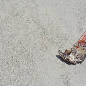 Gorgonien-Orange-Korallenmeeres-Schleuder, befestigt an einem Pfeffermuschel, gespült auf Indian Rocks Beach. Gorgonien-Orange-Korallenmeeres-Schleuder, befestigt an einem Pfeffermuschel, gespült auf Indian Rocks Beach.
