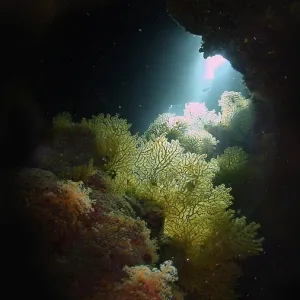 Gorgonians (Gorgonacea) in a cave