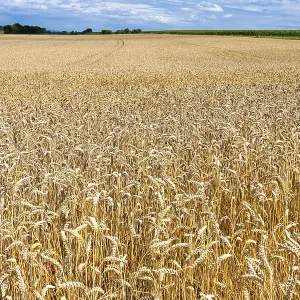 Grain field Grain field