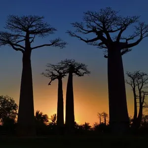 Grandidier's Baobab or Baobab Trees (Adansonia grandidieri) on the Baobab Avenue at sunset Grandidier's Baobab or Baobab Trees (Adansonia grandidieri) on the Baobab Avenue at sunset