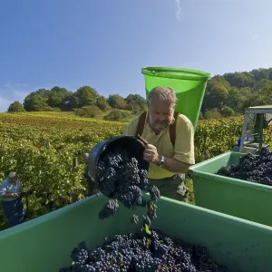 Grape gathering (Blauer Portugieser and Dornfelder) in Unfinden