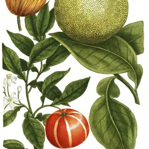 Grapefruit Print, Citrus grandis, 19th Century Illustration Grapefruit Print, Citrus grandis, 19th Century Illustration