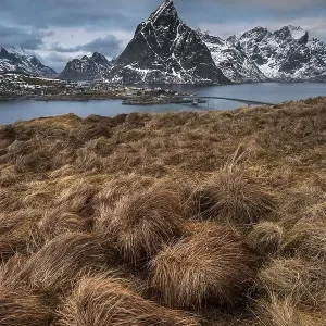 Grasbueschel in front of fishing village Reine Grasbueschel in front of fishing village Reine