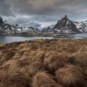 Grasbueschel in front of fishing village Reine Grasbueschel in front of fishing village Reine