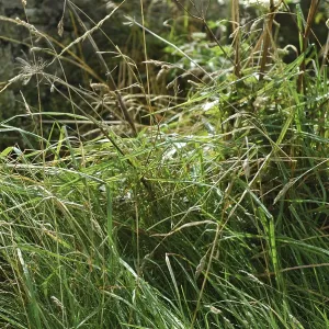 Grass