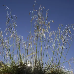 Grass covered with morning dew Grass covered with morning dew