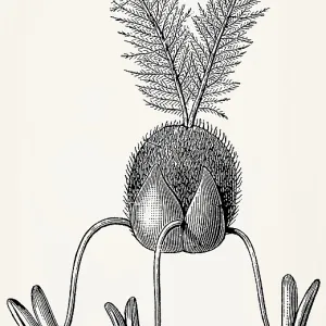 Grass flower (wheat): glumes, ovary