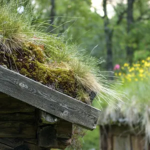 Detail of grass roof on wooden house Detail of grass roof on wooden house
