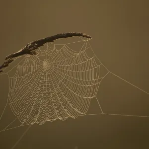 Grasses and spider web in early morning fog Grasses and spider web in early morning fog