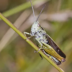 Grasshopper perched on a grass stem closeup Grasshopper perched on a grass stem closeup